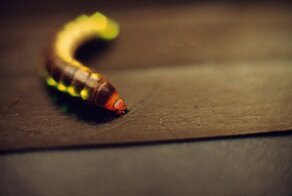 Хищный светящийся «поезд». Стратегия выживания этого существа вызывает абсолютное непонимание ученых