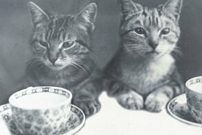 Винтажные кадры с кошками, которые окутаны особой атмосферой