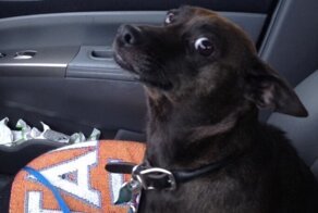 20 забавных питомцев, которые поняли, что их ждёт ветеринар