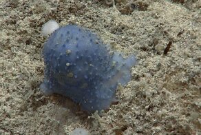 Таинственная «голубая слизь» на дне моря поставила ученых в тупик