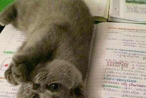 Коты, наглости у которых ещё стоит поучиться