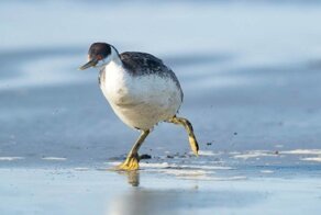 Cамые тяжелые существа, способные бегать по поверхности воды