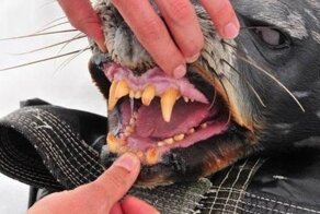 17 случаев, когда природа показала свою тёмную сторону