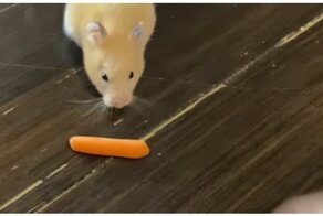 Очень вместительные щёки хомяка