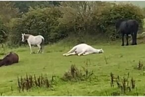 Конь перепугал свою хозяйку