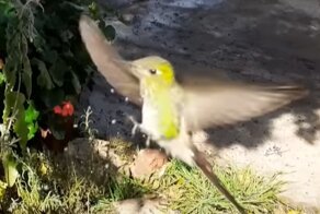 Освежающий душ для колибри