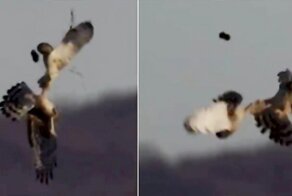 Ястреб зрелищно отнял добычу у совы