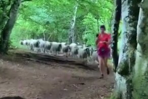 Овцы приняли бегунью за своего предводителя