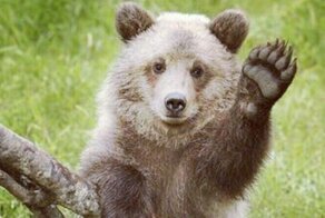 Кадры с дикими животными, которые заряжают добром