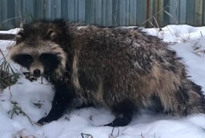 Откликается на Борьку