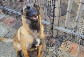 20 репортажей из рубрики "тайная жизнь домашних животных"