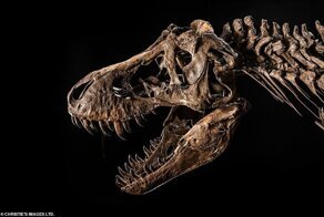 Скелет тираннозавра выставят на аукционе за 1,5 млрд рублей