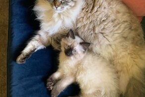 Кошачий фотопозитив