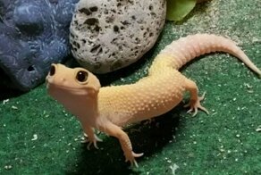 Милые и забавные фотографии, которые заставят вас влюбиться в ящериц