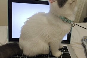 Коты, наглости у которых ещё стоит поучиться