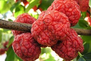 Только руку протянуть: чудесные деревья, на которых растут продукты