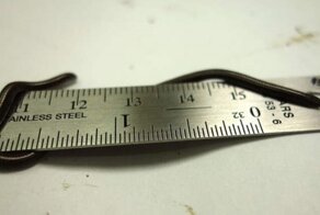 Самую маленькую змею в мире легко спутать с дождевым червем