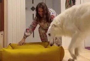 Подарок для любимого домашнего питомца