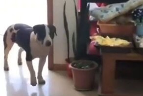 Самый счастливый хвостатый воришка