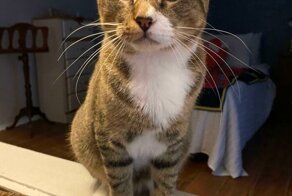 15 фото кошек и собак, которые больше не бездомные