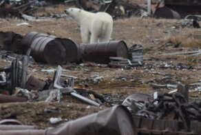 Медвежий патруль села Биллингс почти ежедневно отгоняет белых медведей