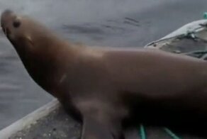 Морской лев запрыгнул на лодку, чтобы спастись от косатки
