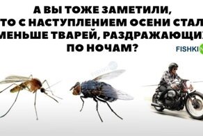 Подборка юмора для автомобилистов