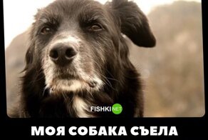 Йожика картинки. Выпуск 221