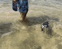 Звериные гифки