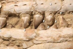 Монстры, жившие в море 66 миллионов лет назад