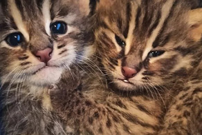 В Приморье спасли двух краснокнижных амурских лесных котят-сирот