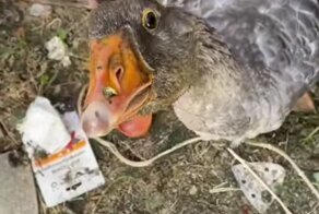 Гусь попался с поличным