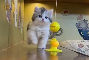 Крохотный котёнок учится прыгать