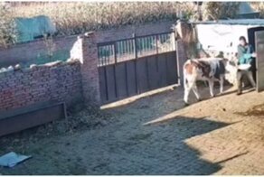 Нетерпеливая корова лишила себя обеда