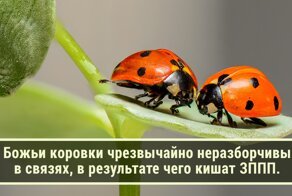 «Сегодня я узнал»: 30 любопытных фактов обо всем на свете