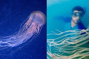 Тихая океанская оса — как неизвестная медуза убивала австралийцев и никто не мог ее даже найти