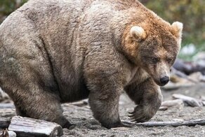 На Аляске проводят конкурс на самого толстенького медведя