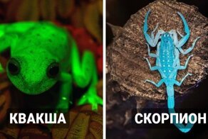 Да будет свет: 14 реальных животных, которые умеют светиться в темноте