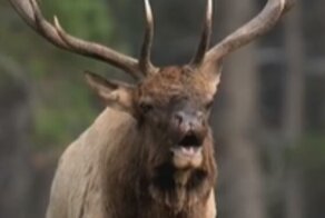 Не очень брутально: в брачный период благородный олень издаёт писк