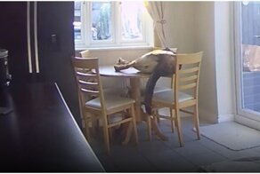 Пёс, который в прошлой жизни был котом