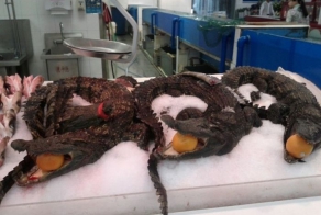 Такое возможно только в Китае. Часть 2. (26 фото)