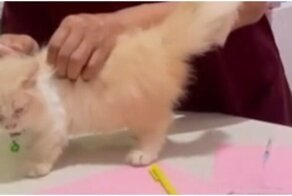 Ветеринар обидел котёнка