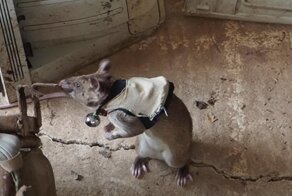 В Танзании начали тренировать гигантских крыс-спасателей с рюкзаками