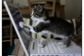 Компы и Котики (осторожно баяны)