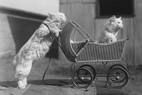 Люди всегда любили котов: 14 снимков пушистых питомцев на снимках прошлых веков