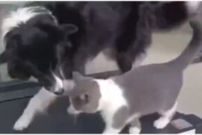 Пёс и кот на беговой дорожке