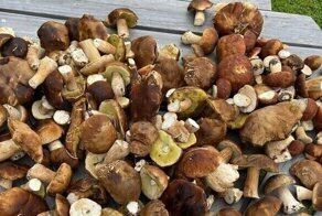 25 щедрых даров природы для тех, кто полагается не только на супермаркет