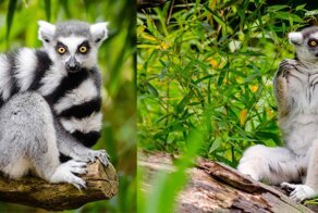Лемуры бросили деревья – из-за изменений климата животные должны обходиться жизнью на земле