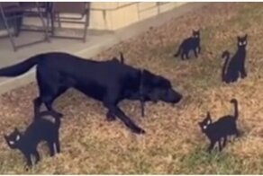 Собака впала в ступор, когда оказалась среди фигурок кошек