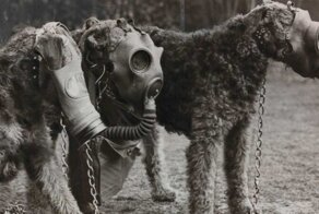 Собачьи противогазы - полезное изобретение столетней давности